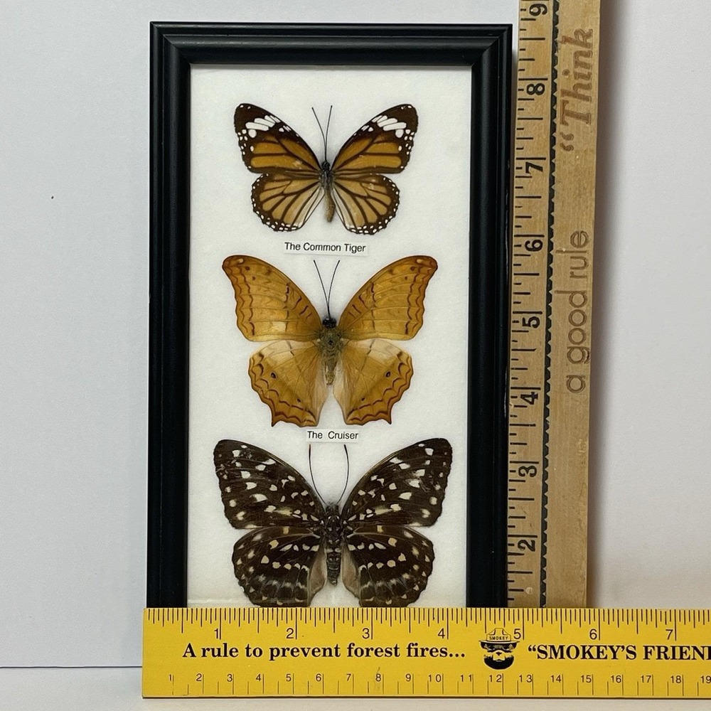 REAL LIFE: Framed Butterflies Specimens Common Tiger Cruiser Archduke 8" Vintage - Picture 2 of 12